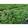Sublimator Auto, Фасовка: 3+3, изображение 2